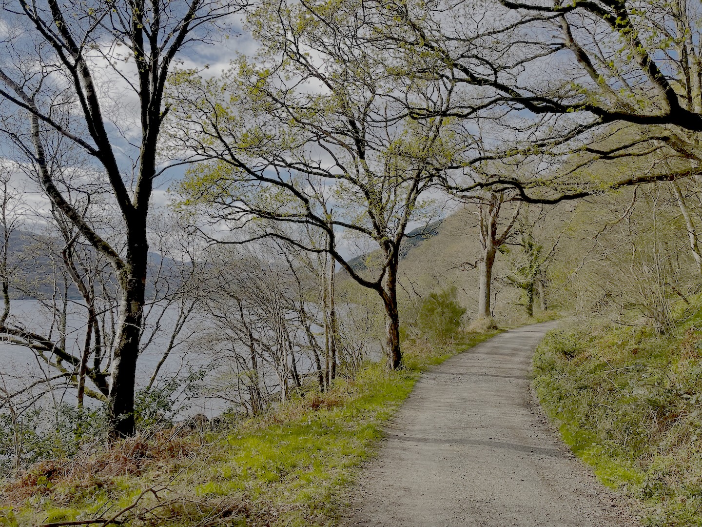 Woodsd shores of Loch Lomond in the sun